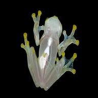glass frog for sale