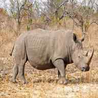 rhino for sale