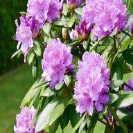 rhododendron for sale