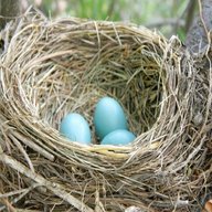birds nests eggs for sale