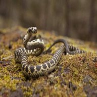 snake habitat for sale