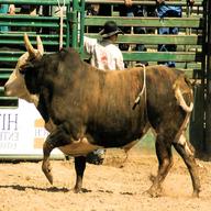 rodeo bull for sale