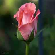 rosebud for sale