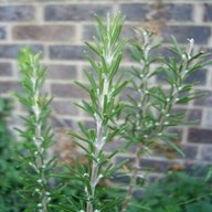 rosemary plant for sale