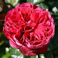 rouge royale for sale