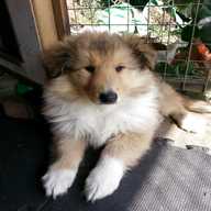 collie pups for sale