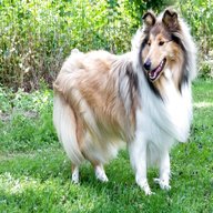 rough collie for sale