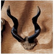antelope horns for sale