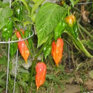 hottest chilli seeds for sale