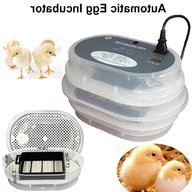 quail incubator for sale