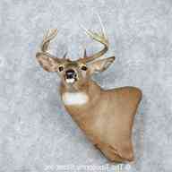 taxidermy mounts for sale