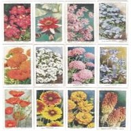 cigarette cards garden flowers for sale
