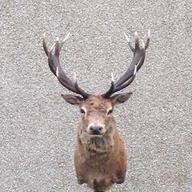 deer stag head for sale