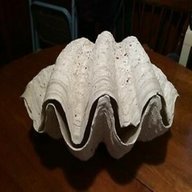 giant shell for sale