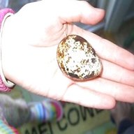 jumbo quail eggs for sale