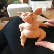 leonardo pig for sale