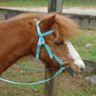 miniature horse bridle for sale