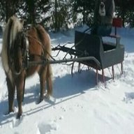 pony sleigh for sale