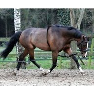 pony training aid for sale