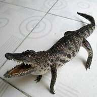 real crocodile for sale