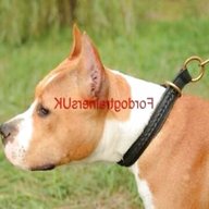 terrier collar for sale
