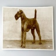 vintage airedale for sale