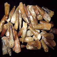 fossil teeth for sale