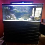 red sea max 250 for sale