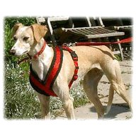 trixie dog harness for sale