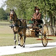 single horse carriage for sale