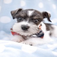 mini puppies for sale