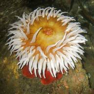 marine anemone for sale