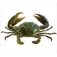 live crab for sale