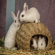 rabbit shelter for sale
