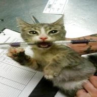 kitten pen for sale
