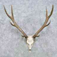 sika deer antlers for sale