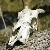 sheep skull for sale