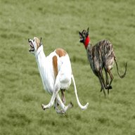coursing greyhound for sale