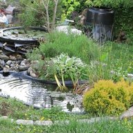 garden pond plants for sale