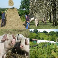 smallholding for sale