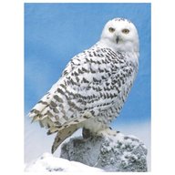 owl blanket fleece for sale