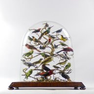taxidermy dome for sale