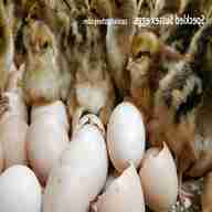 sussex hatching eggs for sale