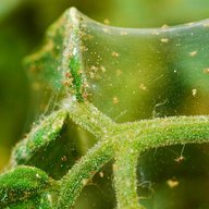 spider mites for sale
