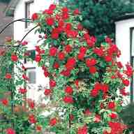 climbing roses for sale