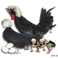 poland hatching eggs for sale