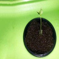 hydroponics seeds for sale