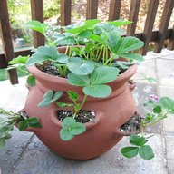 strawberry pot for sale