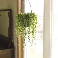 hanging house plants for sale