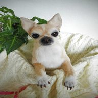 toy chihuahua for sale